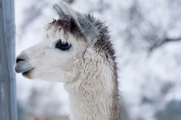 Alpaca wandelen in Seefeld | mooiste plekjes Tirol